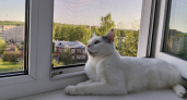 3 простых действия, которые продлевают жизнь вашей кошке: мнение ветеринара
